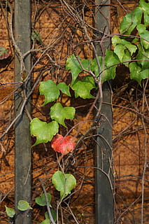 leaf, plant, tree, ivy, veins, vine, tree trunk, fence, handrail HD wallpaper