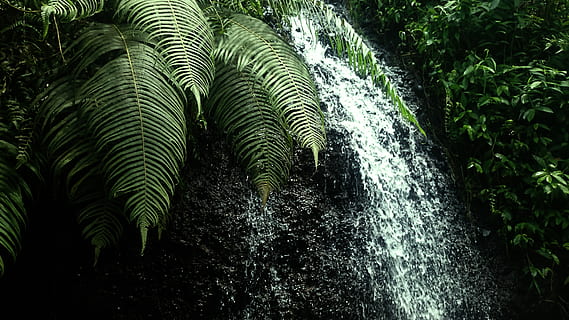 indonesia, jepara regency, tree, leaf, forest, zen, waterfall HD wallpaper