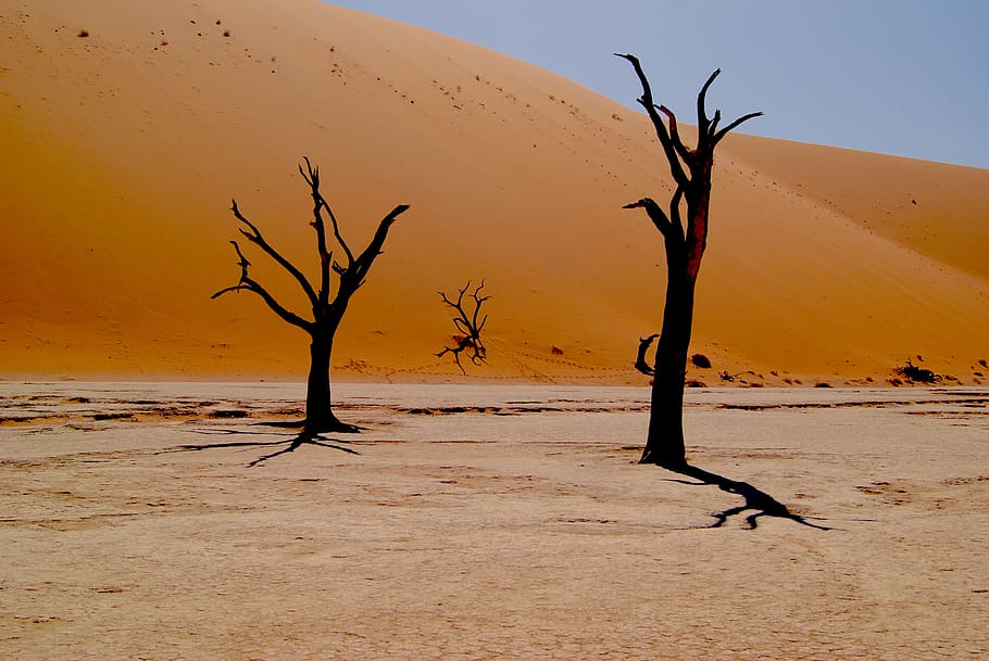 nature, desert, trees, trees without leaves, sand, shadows HD wallpaper