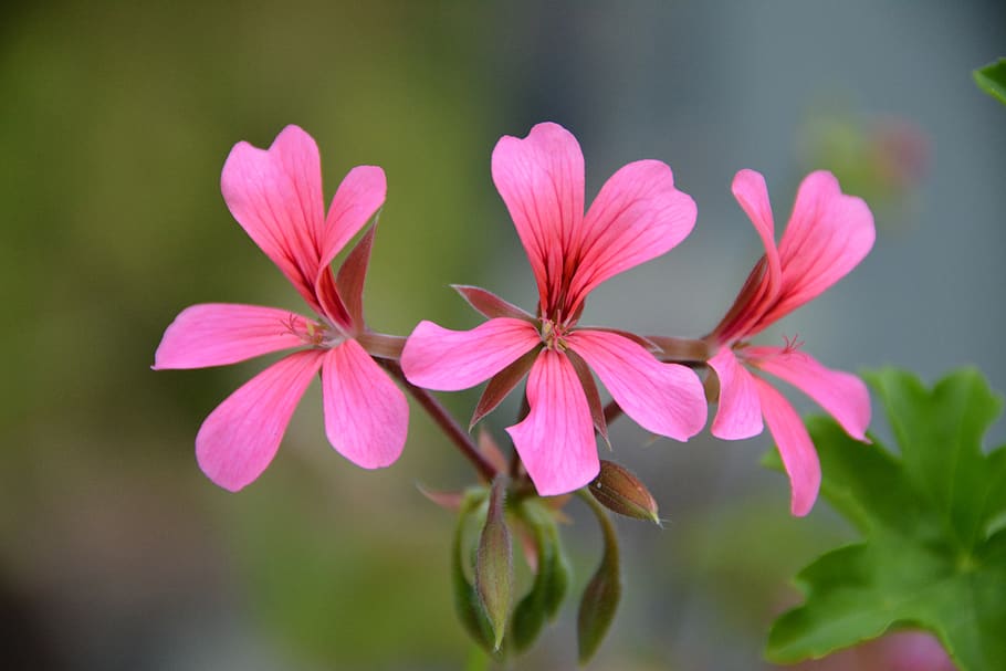 flowers, geranium, nature, pink, plants, petals, flowering plant HD wallpaper