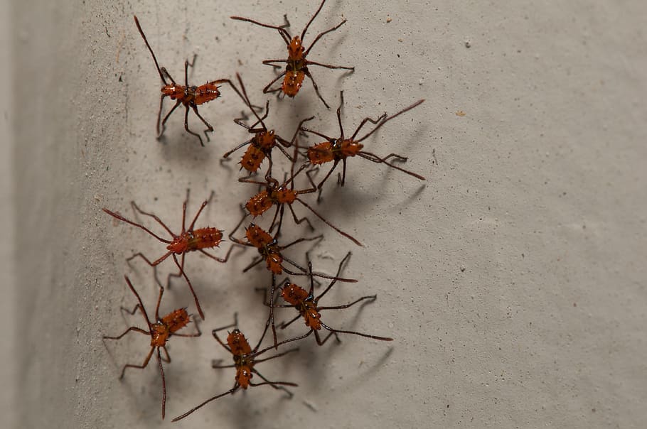 bugs, creepy, insects, legs, pest, no people, plant, nature HD wallpaper