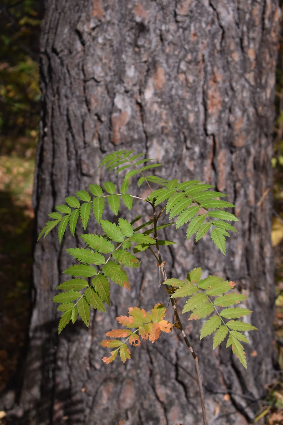 branch, leaves, pine, bark, background, sheet, nature, plant HD wallpaper