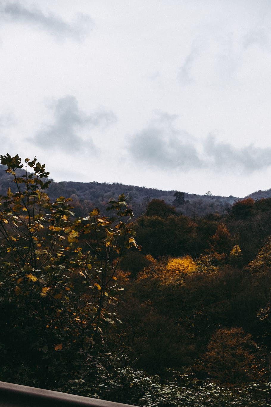 cloudy, trees, wallpaper, yellow, plant, sky, cloud - sky, nature HD wallpaper