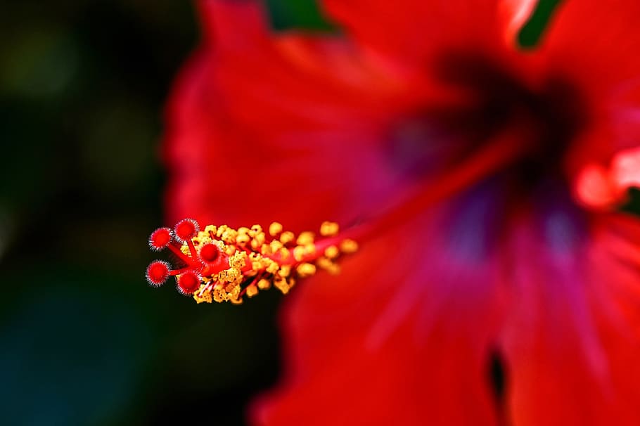 hibiscus, flower, macro, flora, pistil, red, bar, flowering plant HD wallpaper