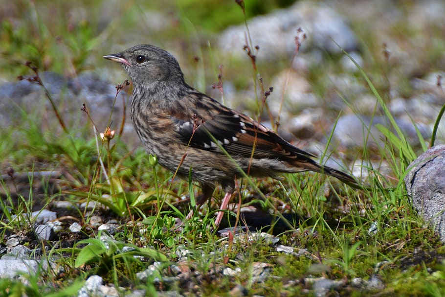 natural, bird, wild animals, outdoors, accentors, animal themes HD wallpaper