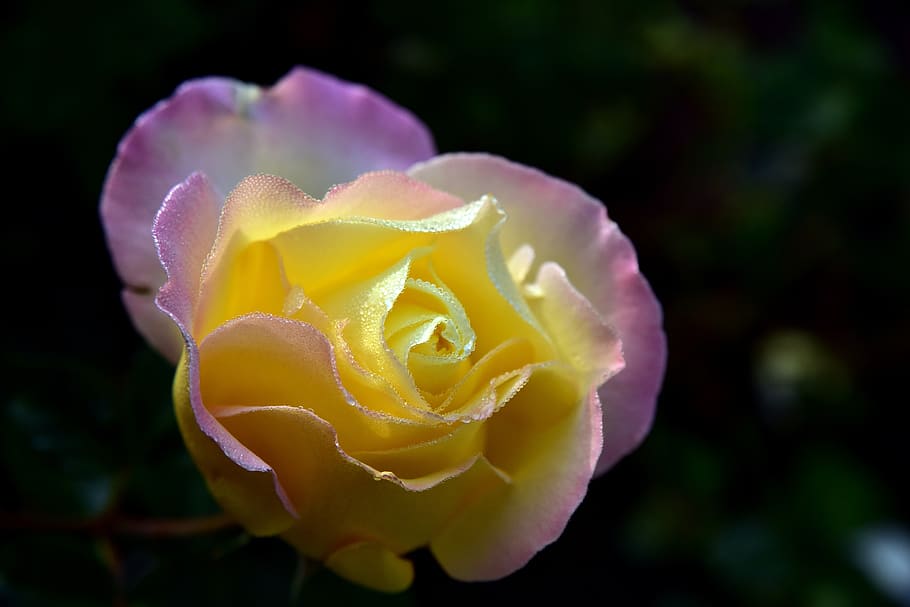 rose, tender, blossom, bloom, love, valentine's day, beautiful HD wallpaper