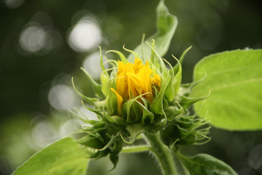 sunflower, yellow, macro, plant, flowering plant, beauty in nature HD wallpaper