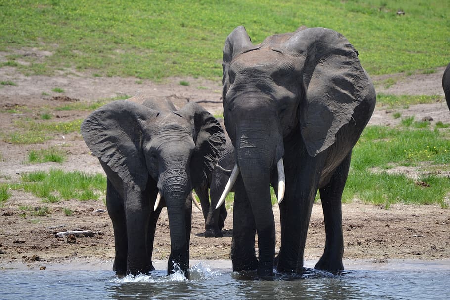 Father elephant. Саванный слон. Слоны отец мать и два ребенка.