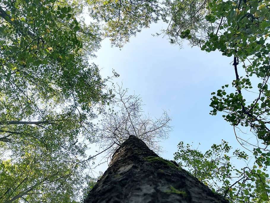 belarus, minsk, tree, plant, low angle view, sky, growth, nature HD wallpaper