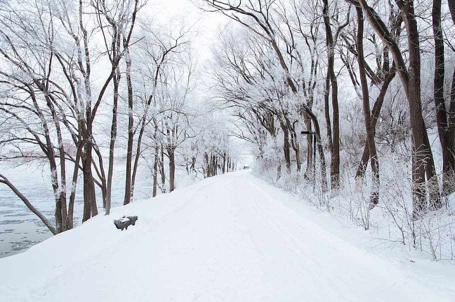 winter, snow, cold, road, trail, trees, branches, outdoors HD wallpaper