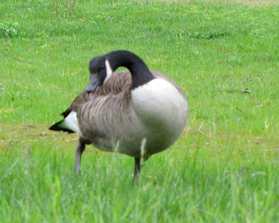 grass, bird, plant, animals in the wild, vertebrate, animal wildlife HD wallpaper