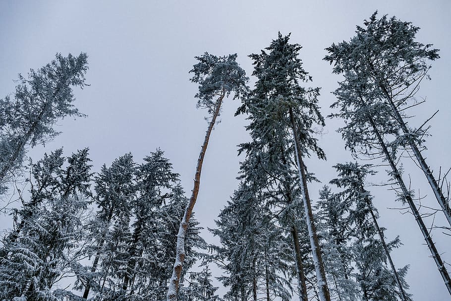 snow, trees, winter, cold, nature, landscape, white, snowy HD wallpaper