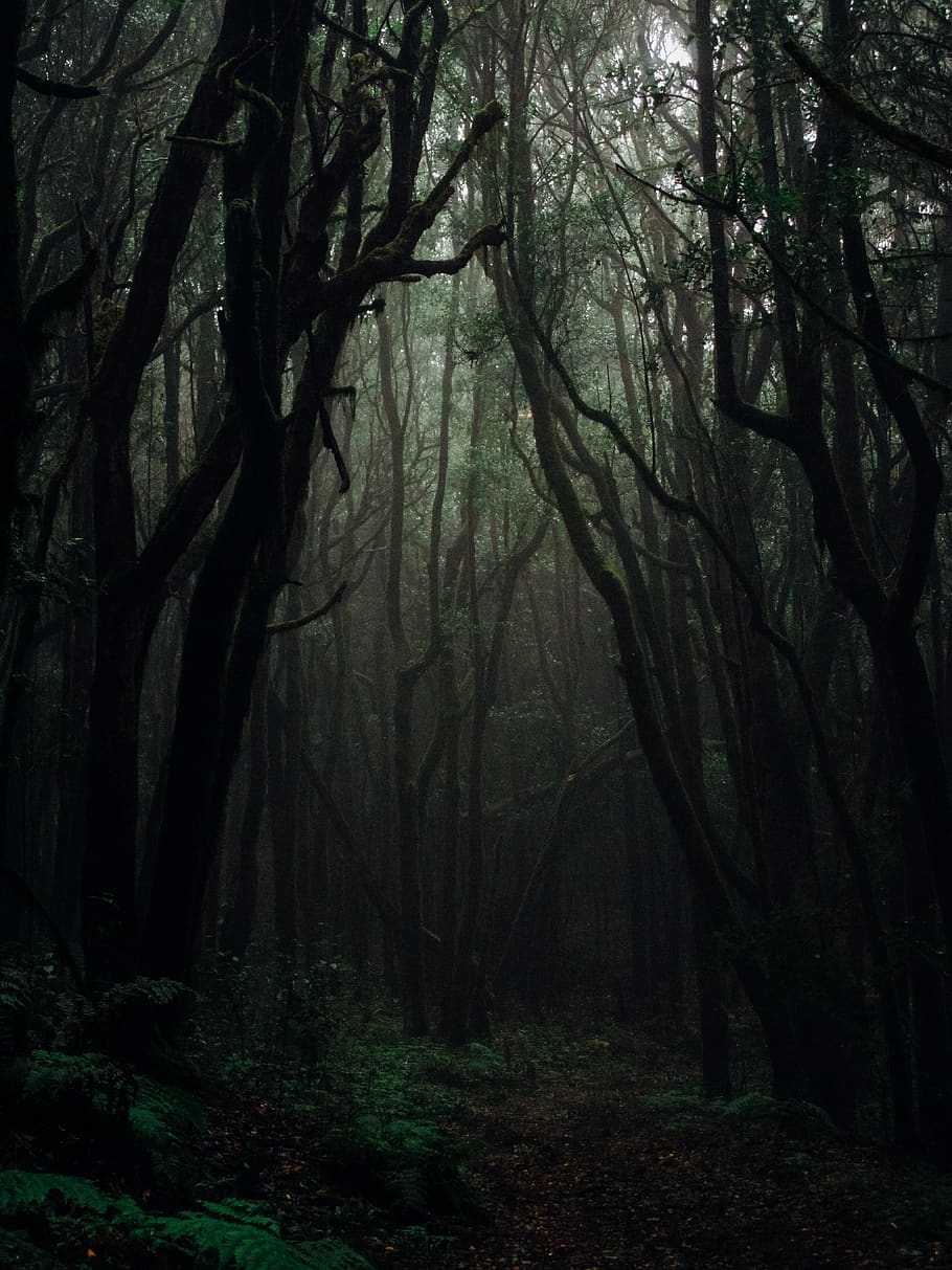Forest Photography, dark, daylight, eerie, environment, fog, foggy HD wallpaper