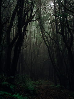 forest during daytime, nature, tree, plant, outdoors, vegetation HD wallpaper
