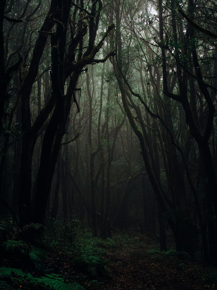 Forest grey 1080P, 2K, 4K, 5K HD wallpapers free download | Wallpaper Flare