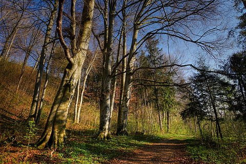 forest, spring, sprout, plant, grow, nature, live, tree, light HD wallpaper