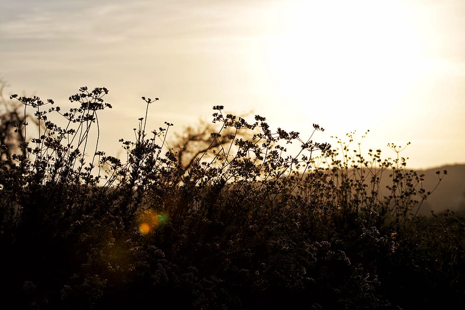 wild, glow, plants, sunset, sky, growth, beauty in nature, tranquility HD wallpaper