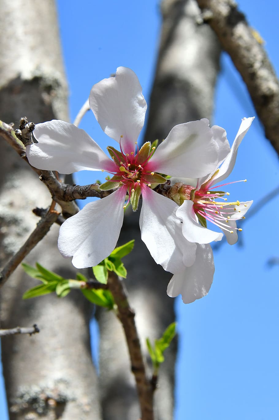 spring flower, kikelet pansio, nature, flowers, flora, white HD wallpaper