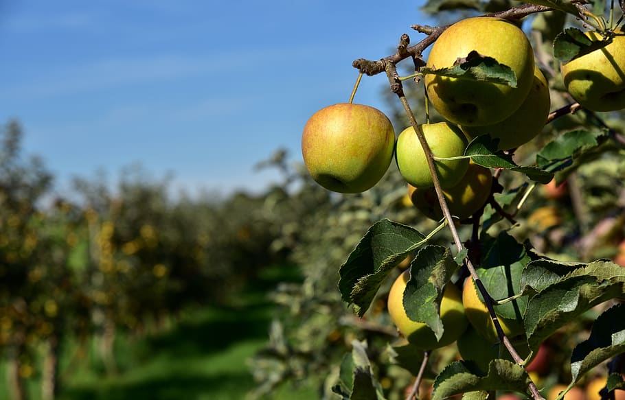apple tree, fruit, ripe, kernobstgewaechs, apfelernte, branch HD wallpaper