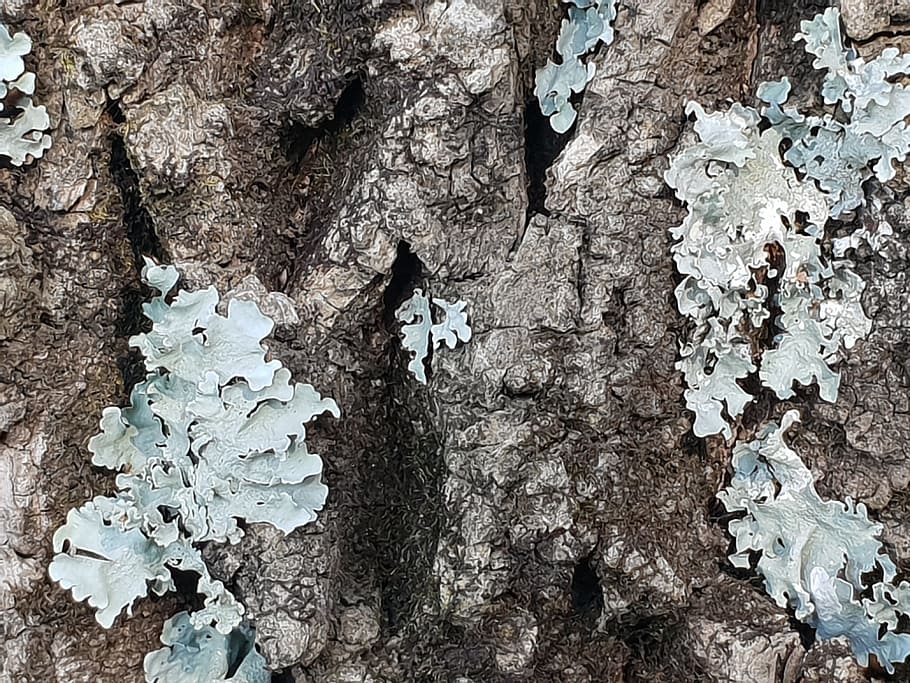 Close-up Photo of Tree Bark, abstract, background, brown, detail HD wallpaper