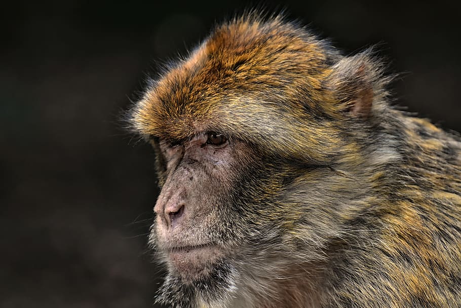 barbary ape, endangered species, monkey mountain salem, animal, HD wallpaper