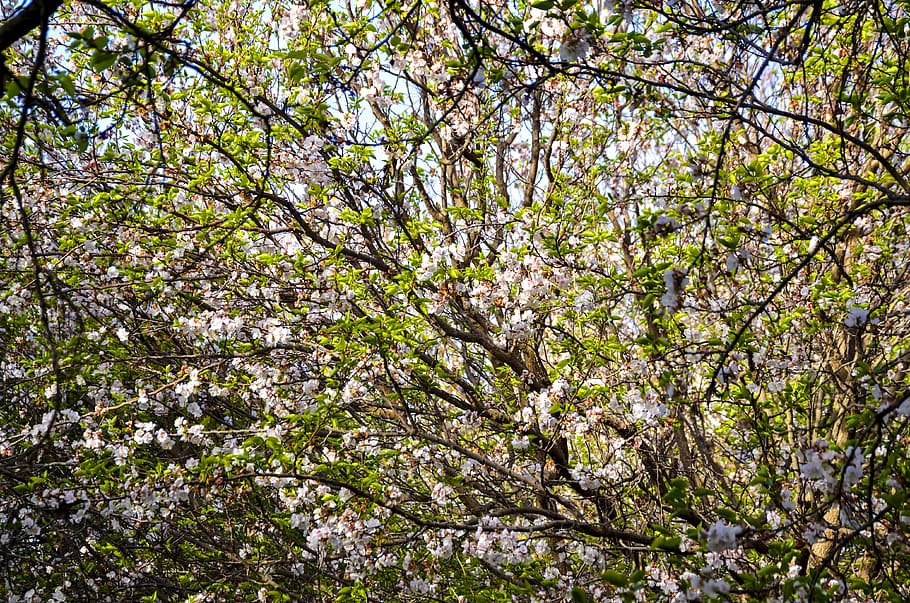 spring, apple tree, bloom, blossom, branch, white, nature, pink HD wallpaper
