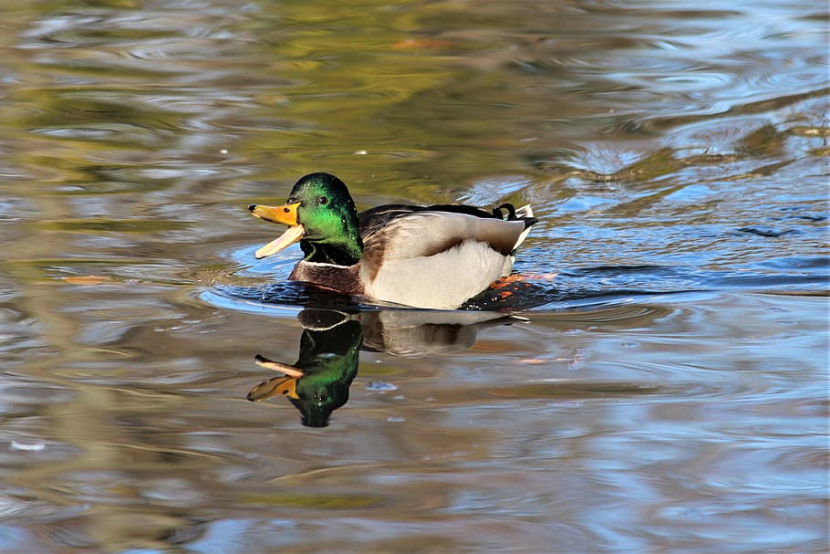 lake, duck, bird, animal themes, animals in the wild, animal wildlife HD wallpaper