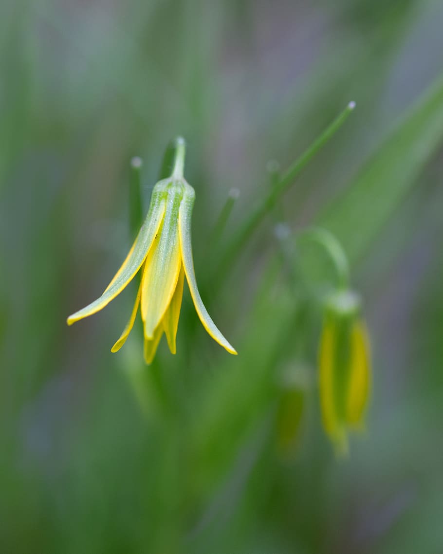 macro, macrophotography, flowers, spring, green, yellow, bokeh HD wallpaper