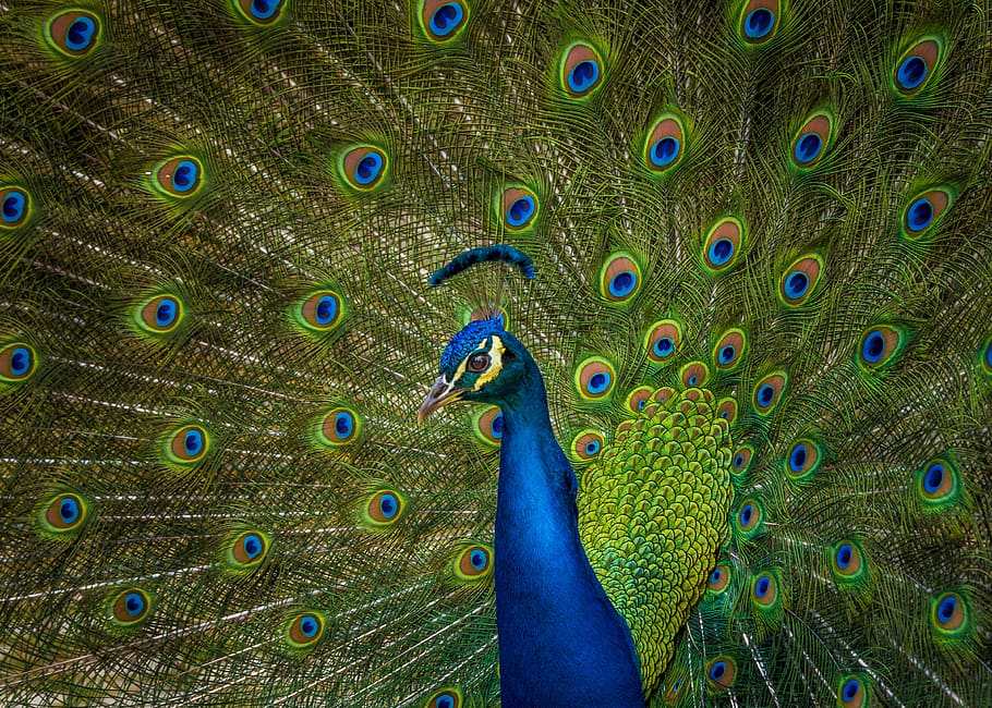 male blue and yellow peacock, animal, bird, porto, portugal, wildlife, HD wallpaper