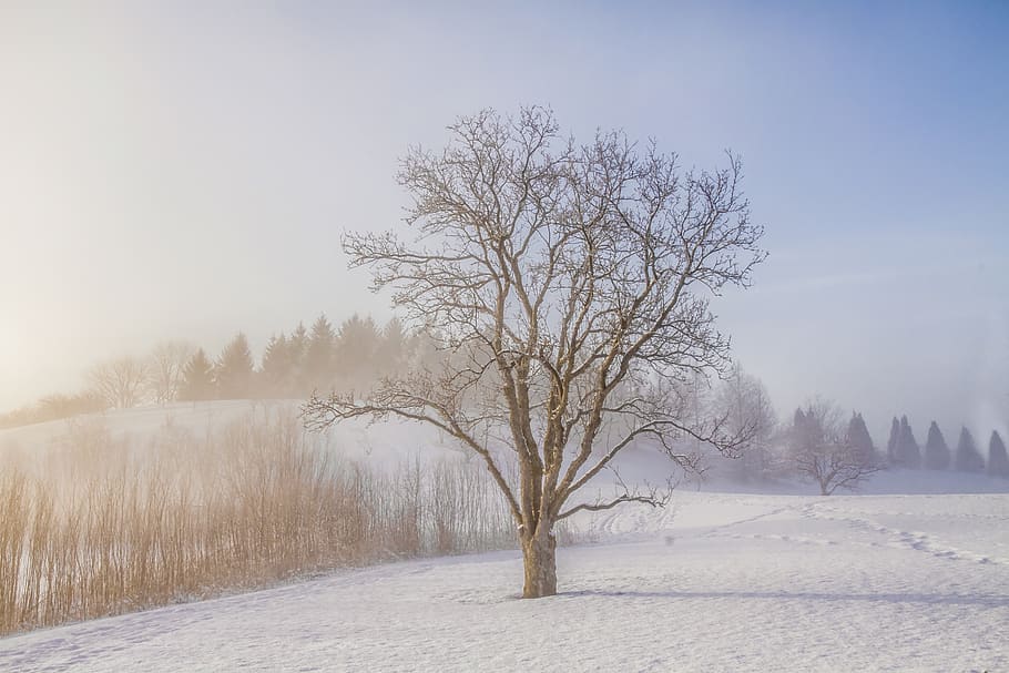 bare tree during daytime, nature, snow, winter, outdoors, blizzard HD wallpaper