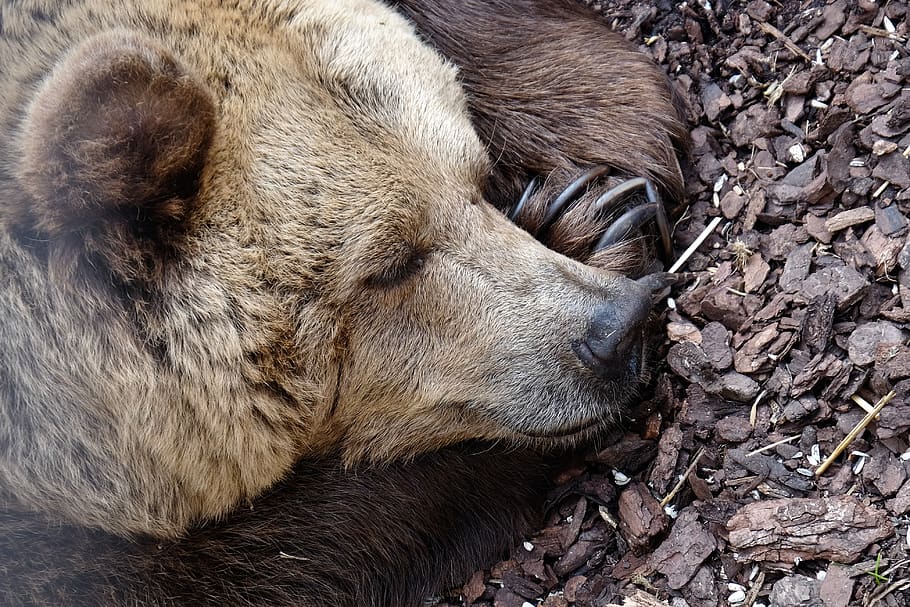 bear, animal, sleep, muzzle, sleeping, asleep, peace, quiet HD wallpaper