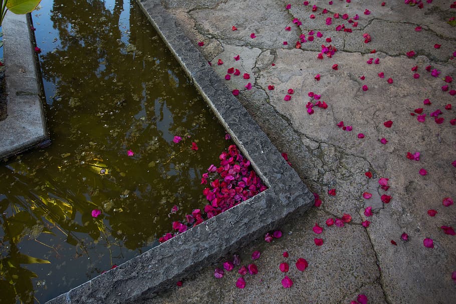 spain, tenerife, flowers, water, day, high angle view, flowering plant HD wallpaper