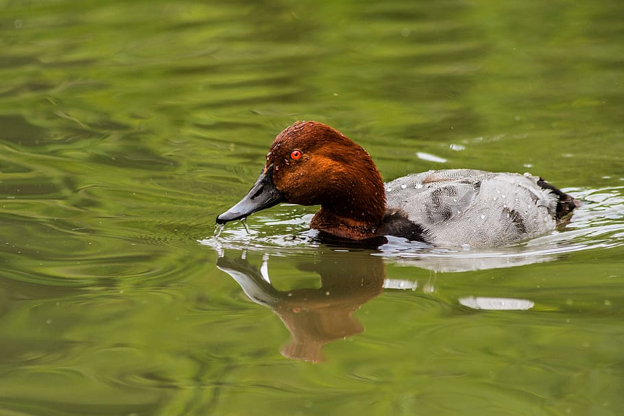 bird, landscape, spring, natural, nature, duck, water, outdoors HD wallpaper