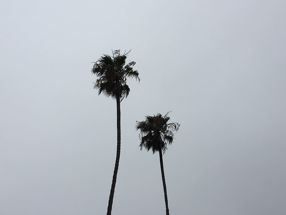 cloudy, palm trees, plant, sky, tropical climate, growth, no people HD wallpaper