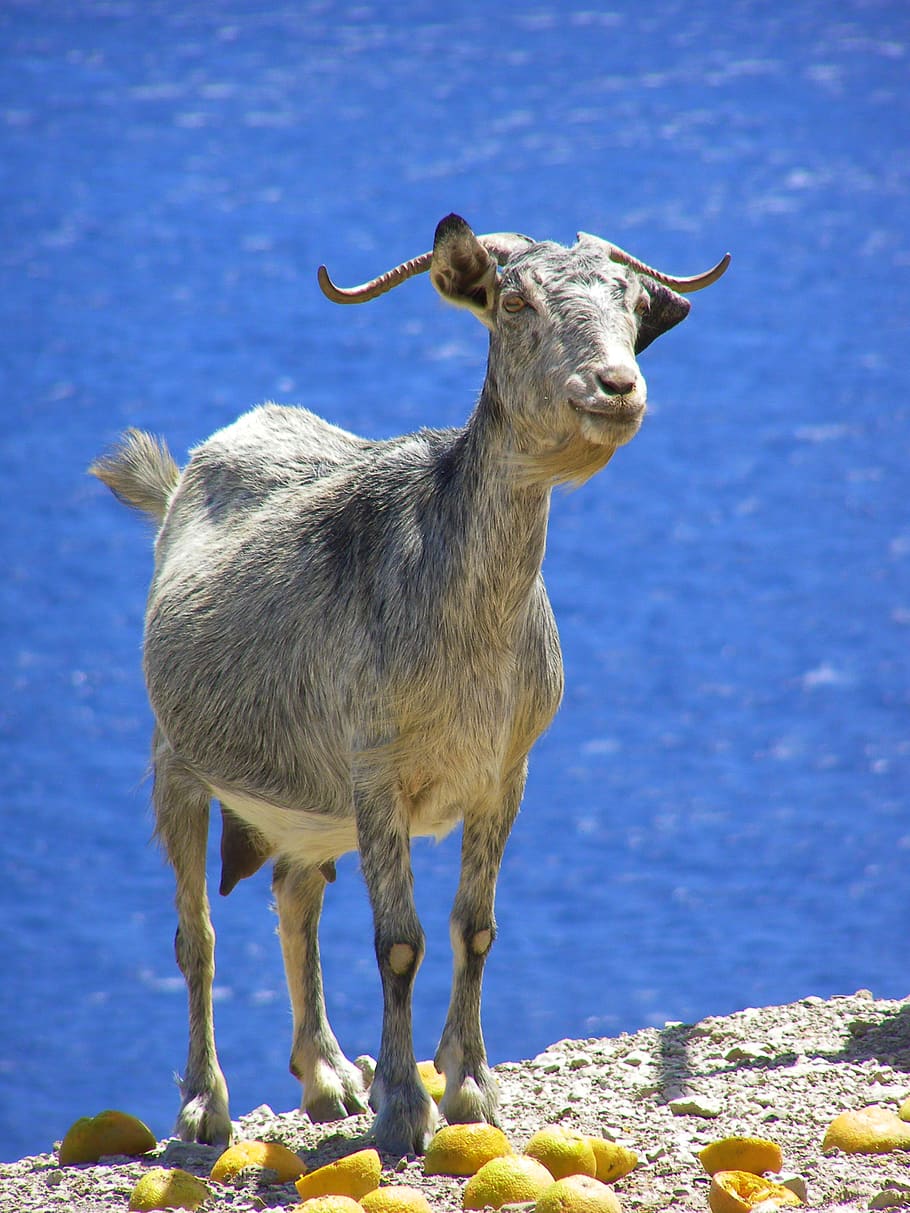 goat, greece, animal, animal themes, vertebrate, one animal HD wallpaper