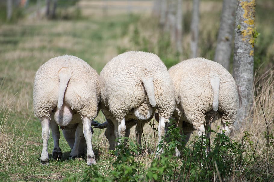 sheep, wool, meadow, cattle, animals, herd, countryside, nature HD wallpaper