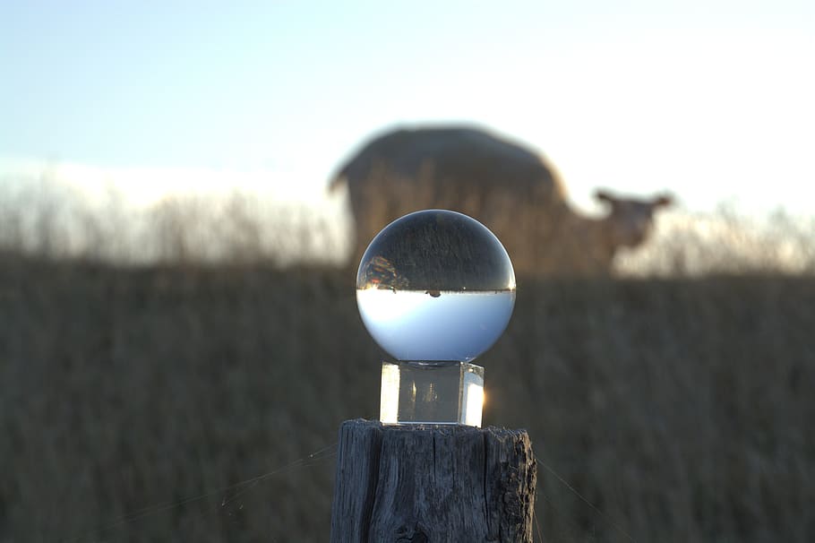 globe image, dike, texel, sheep, glass ball, nature, summer HD wallpaper
