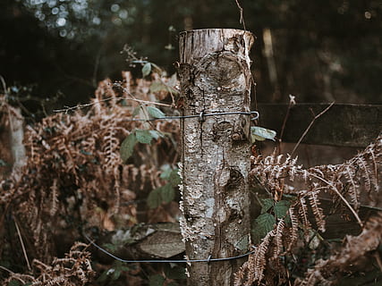 brown tree log, plant, tree stump, tree trunk, fern, leaf, wood HD wallpaper