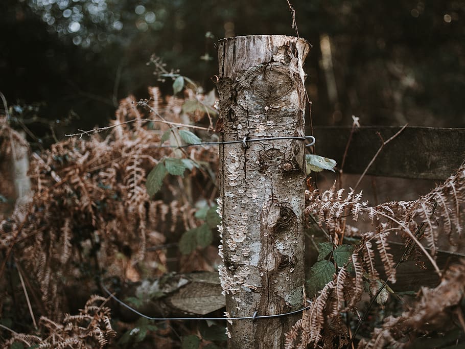 brown tree log, plant, tree stump, tree trunk, fern, leaf, wood HD wallpaper