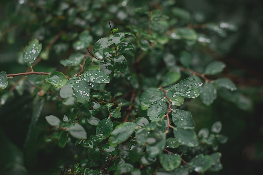sweden, malmö, rain, leaves, tree, green, plant part, leaf HD wallpaper