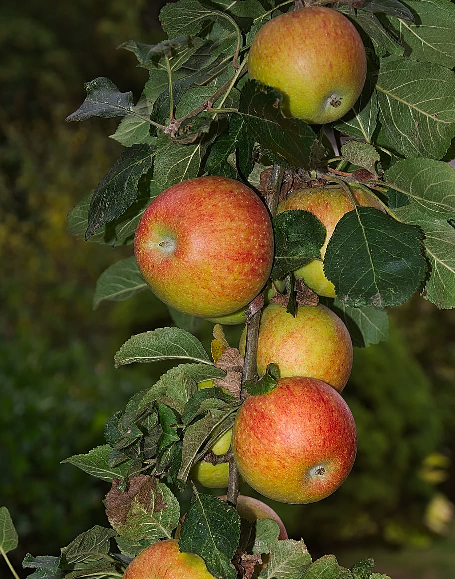 apple, branch, apple tree, kernobstgewaechs, autumn, delicious HD wallpaper
