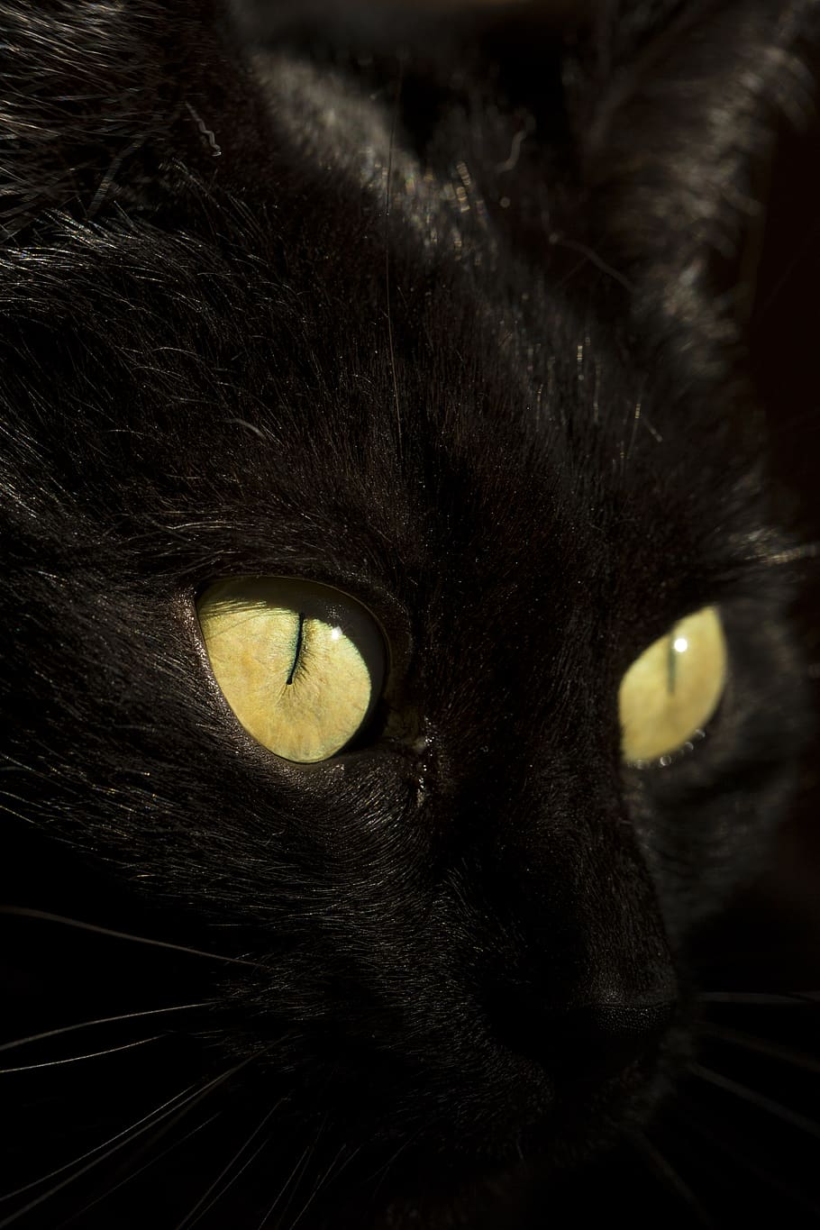 Black Cat Eye Hd Wallpaper