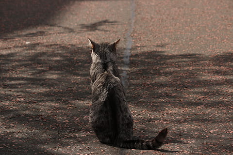 cat, state, antisocial, animal themes, mammal, one animal, vertebrate HD wallpaper
