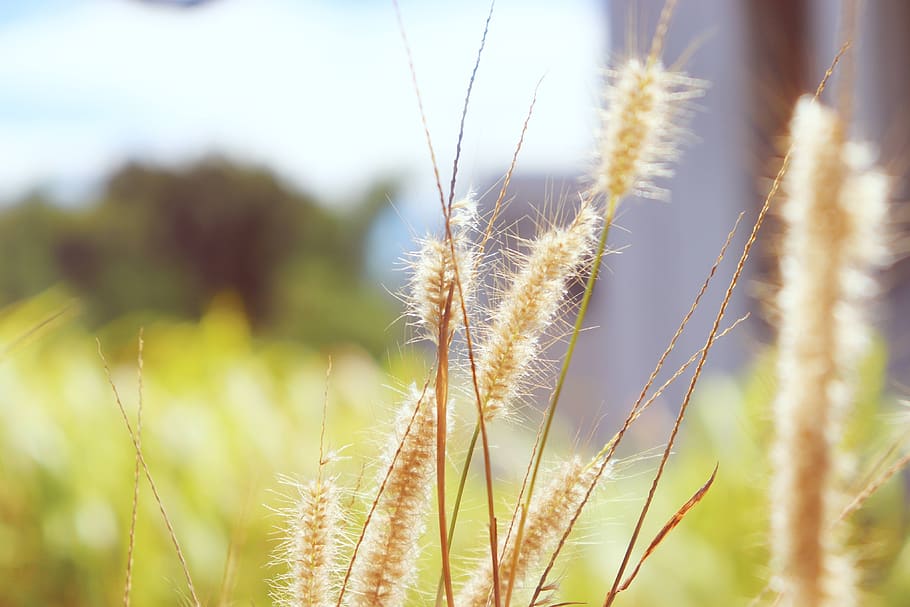 grass, nature, peace, love, happy, peaceful, environment, joy HD wallpaper
