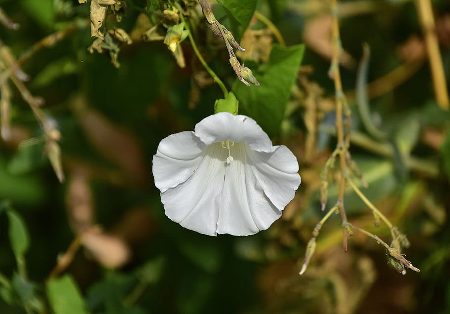 flower, nature, plant, flora, outbreak, natural, beauty in nature HD wallpaper
