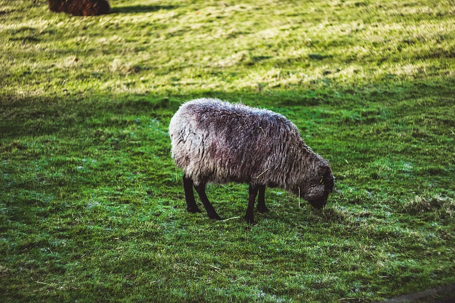 sheep eating grass, animal, animal themes, one animal, mammal HD wallpaper