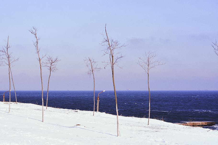 sea, snow, winter, tree, nature, landscape, wallpaper, background HD wallpaper