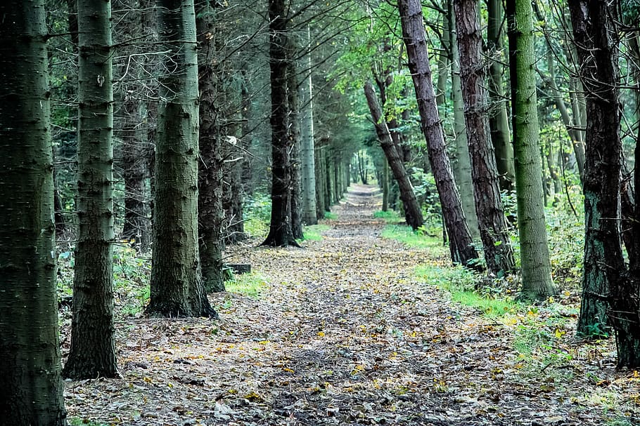 forest, away, trees, forest path, landscape, green, hiking HD wallpaper
