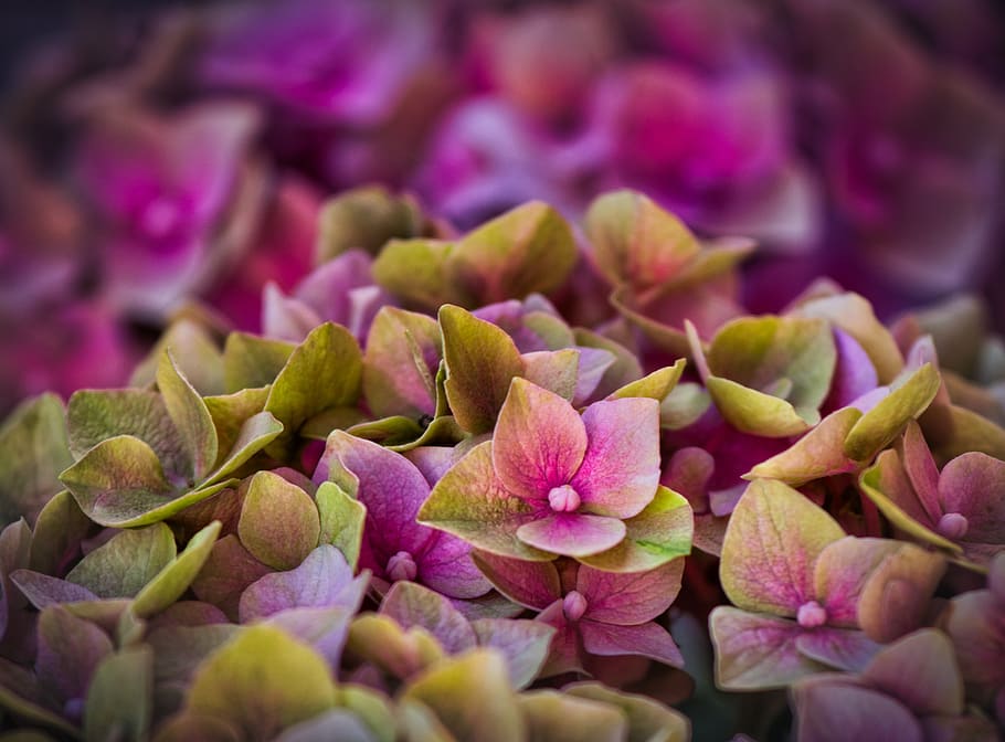 hydrangeas, blossom, bloom, background, pink, purple, close up HD wallpaper