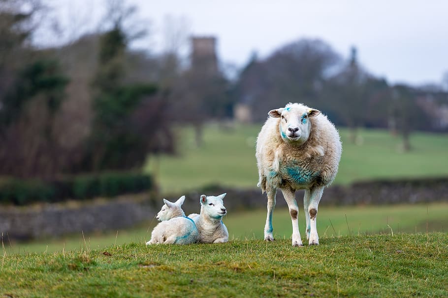 sheep, lambs, ewe, agriculture, livestock, wool, rural, domestic HD wallpaper